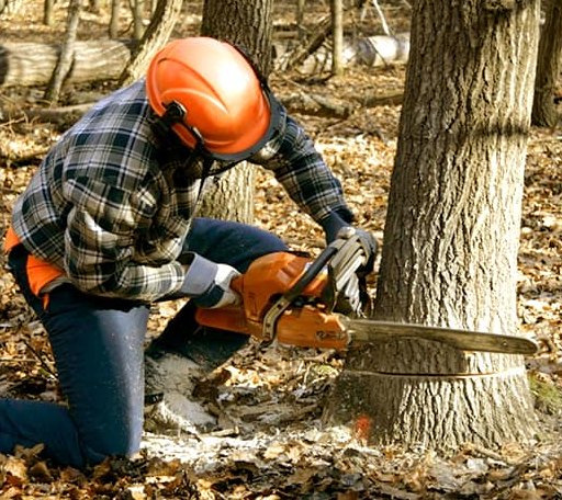 Tree Removal in Mount Airy, LA